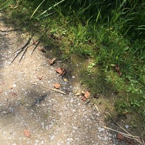 Meet your Posher, Noemi